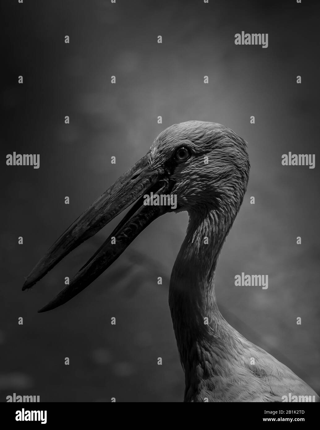 Image rapprochée de l'Openbill asiatique (Anastomus oscitans). Banque D'Images