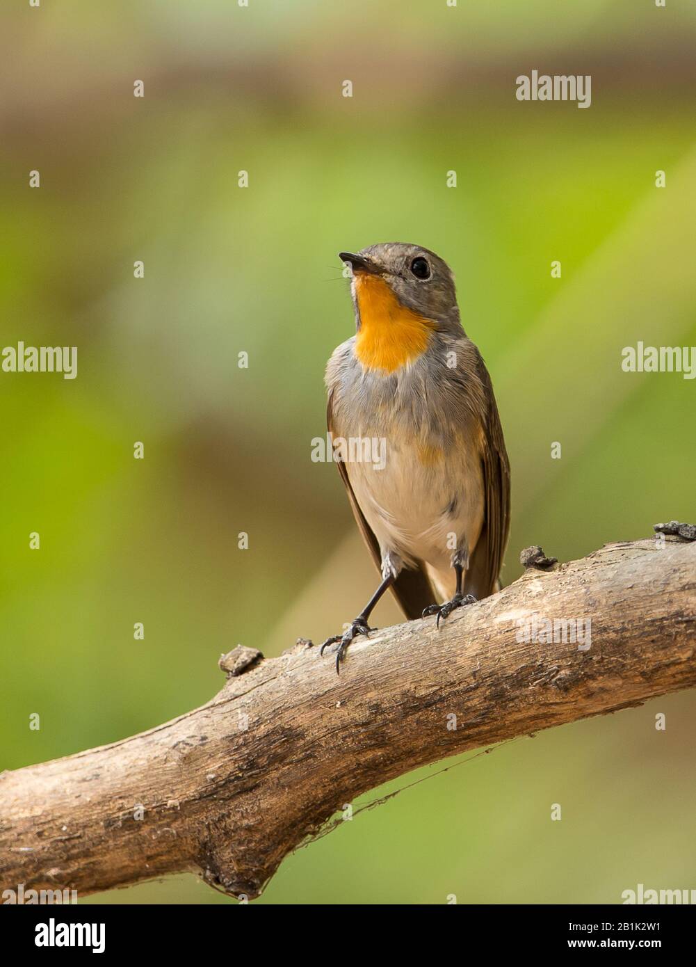 Moucherolle à gorge rouge (Ficedula albicilla) sur branche. Banque D'Images