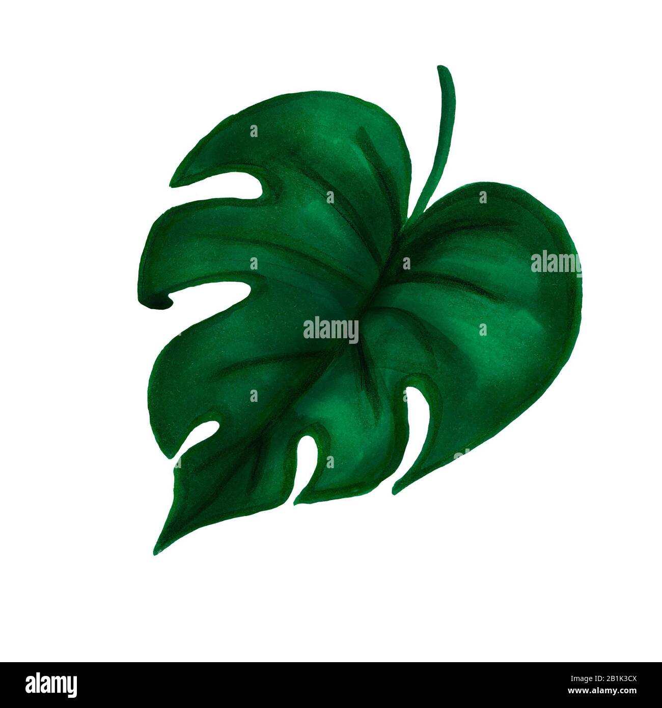 Feuille de philodendron vert foncé dessinée à la main sur fond blanc. Banque D'Images