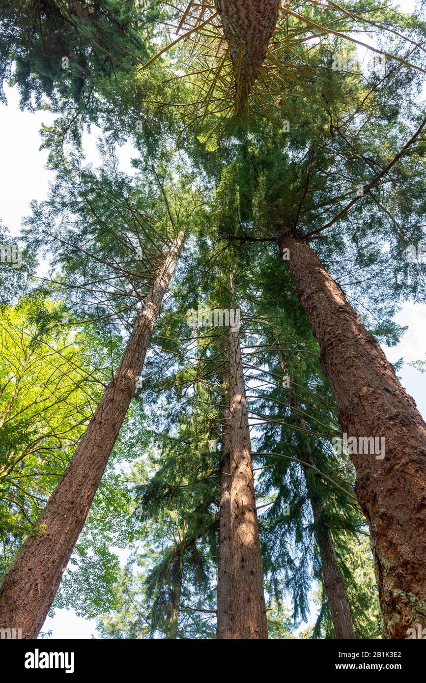 en regardant jusqu'à la canopée d'un groupe de grands arbres de sapin mûrs par temps ensoleillé Banque D'Images