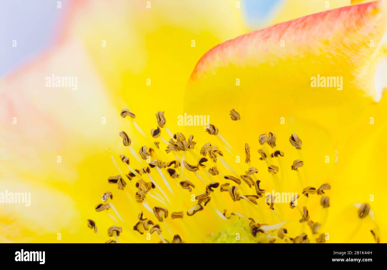 Gros plan d'une fleur de rose dirige les foyers affectifs avec un arrière-plan jaune flou.macro tir de fleur de rose. Banque D'Images