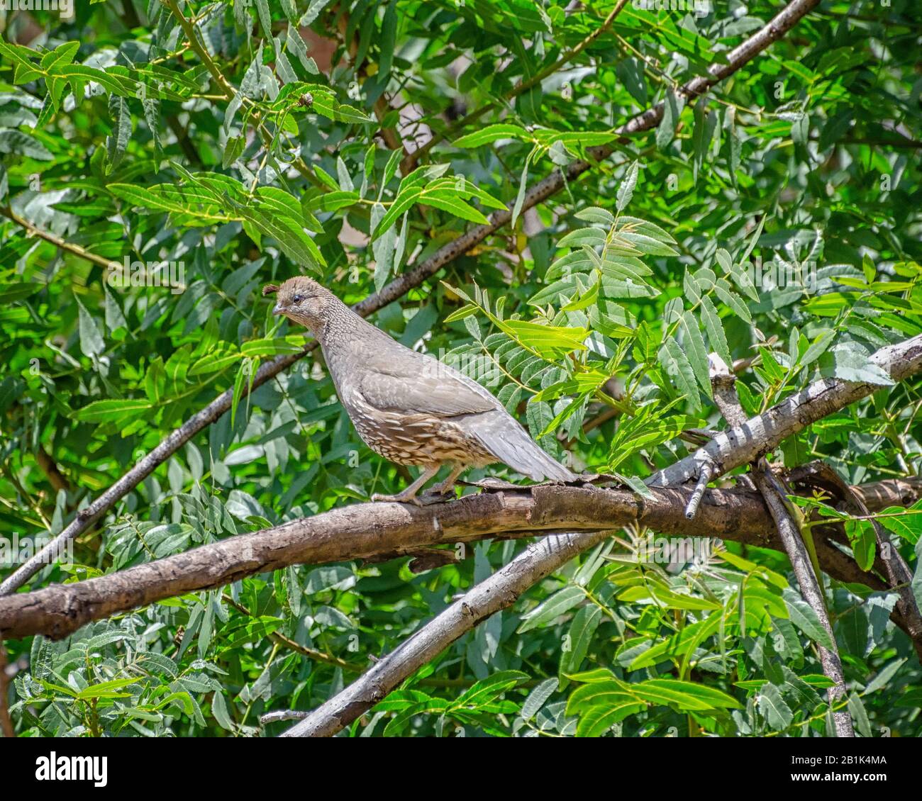 Une femelle caille de Californie (Callipepla californica) perche sur une branche de Sycamore Canyon, Malibu, CA. Banque D'Images