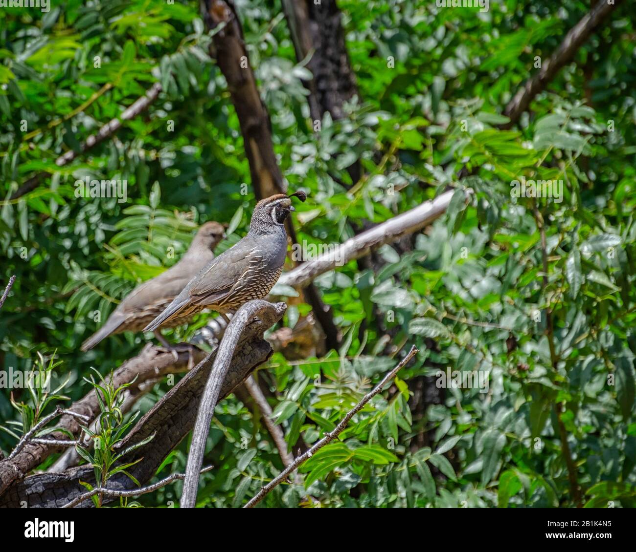 Une paire de cailles de Californie (Callipepla californica) dans Sycamore Canyon, Malibu, CA. Banque D'Images