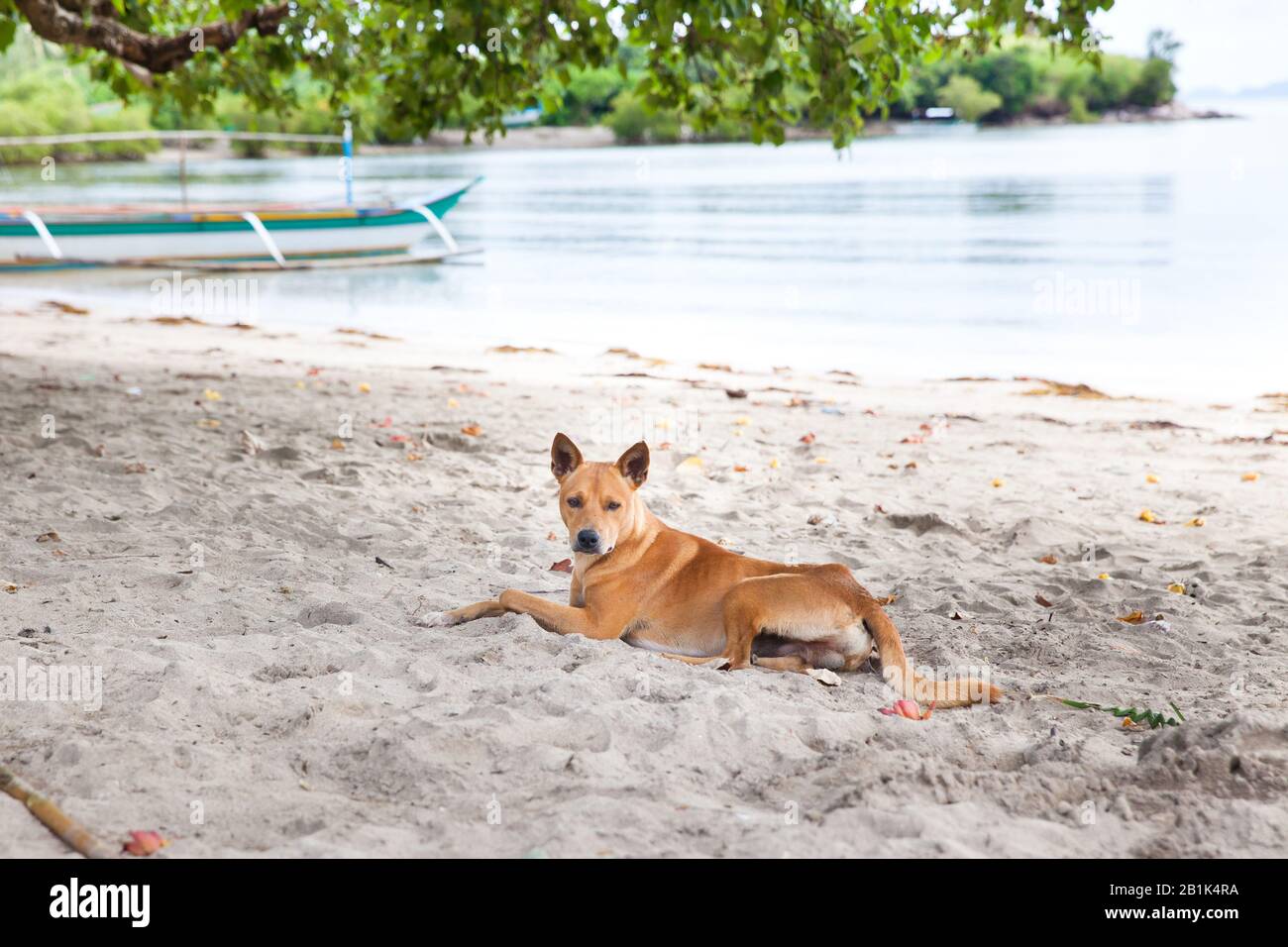 Chien sur la plage. Le chien se repose sur la plage sur le sable chaud. Banque D'Images