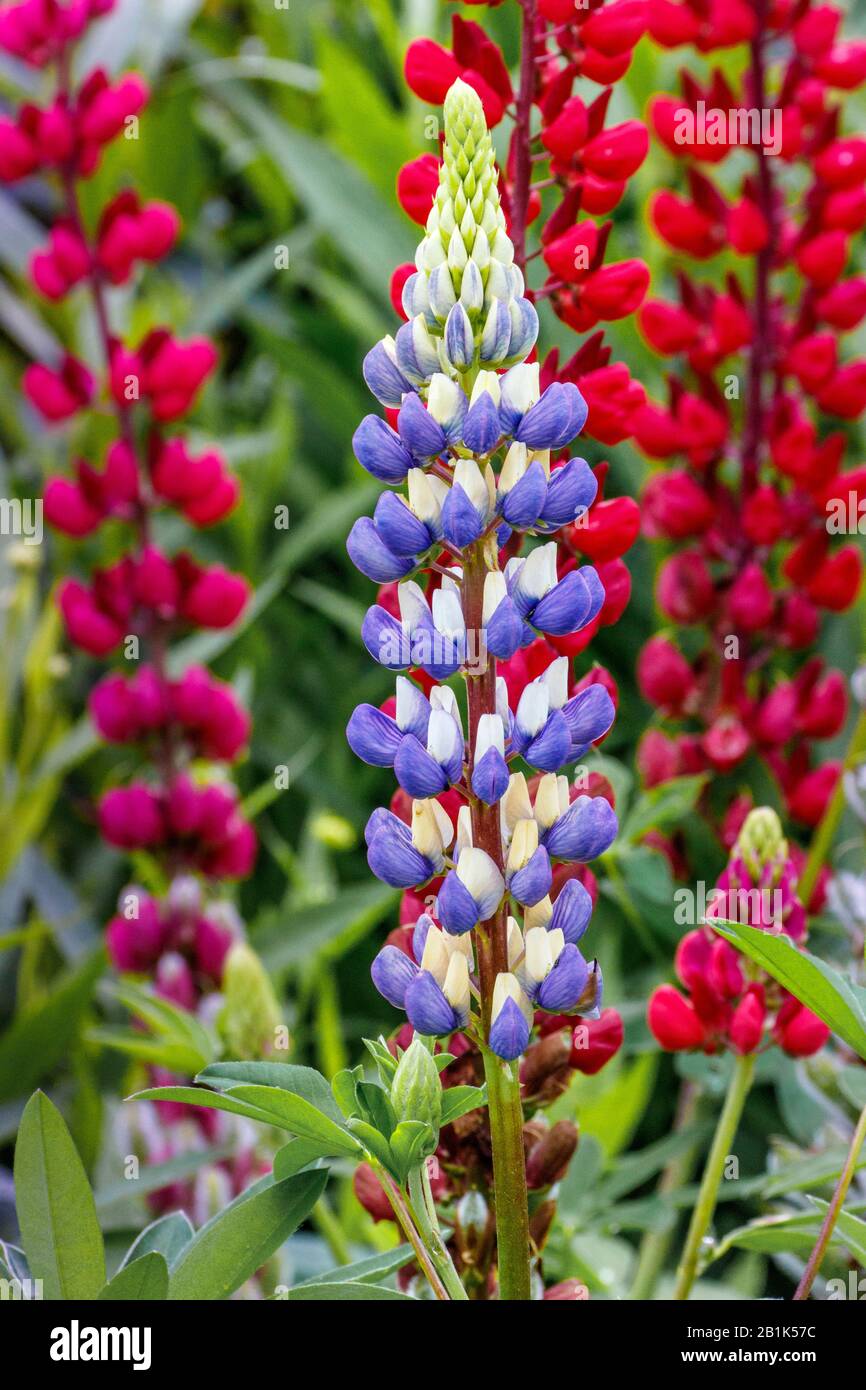 lupins bleu violet et rouge Banque D'Images