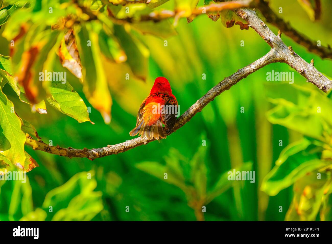 The Red Fody (Foudia madagascariensis), famille des tisserands Ploceidae, Seychelles. Banque D'Images