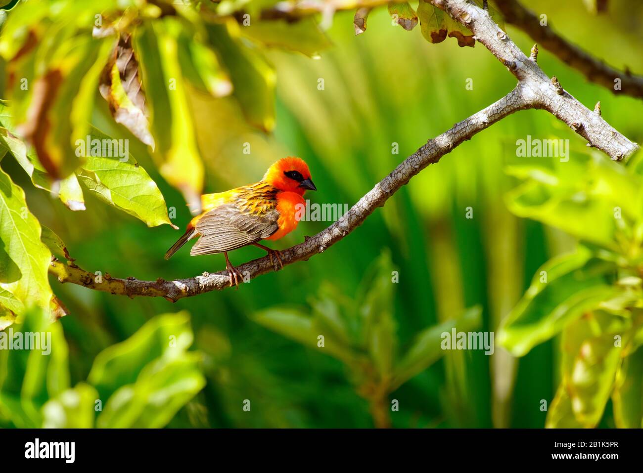 The Red Fody (Foudia madagascariensis), famille des tisserands Ploceidae, Seychelles. Banque D'Images