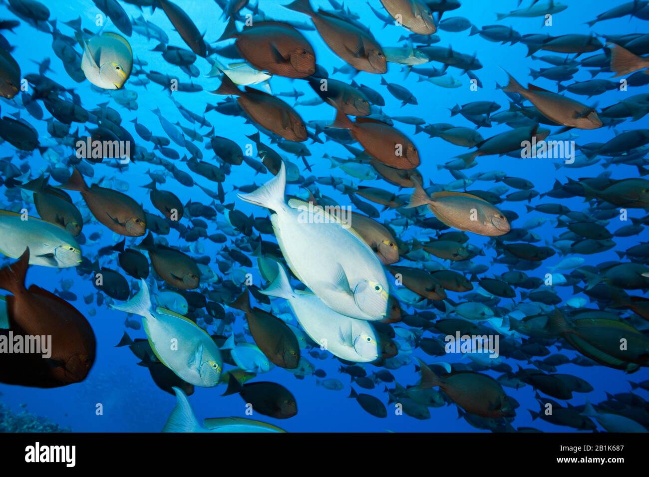 Shoal De Surgeonfish Allongé, Acanthurus Mata, Ahe Atoll, Tuamotu Archipel, Polynésie Française Banque D'Images