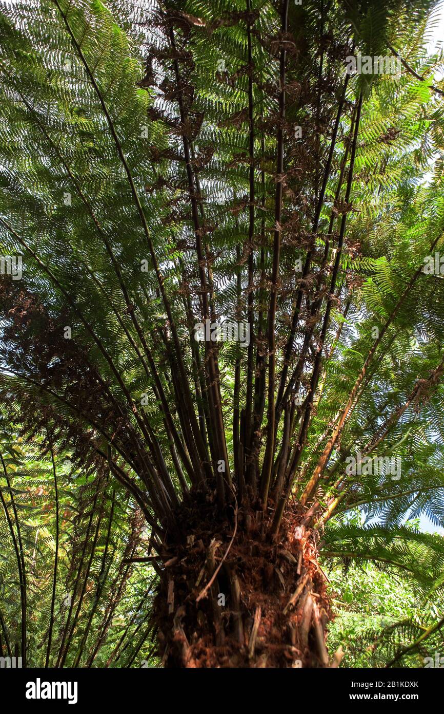 Arbre Fern (Cyatheales), Trebah Gardens, Mawnan Smith, Cornwall, Angleterre, Royaume-Uni Banque D'Images