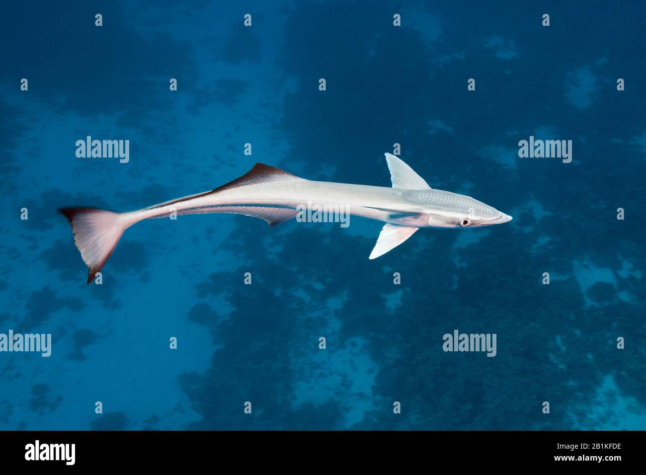 Suckerfish, Echeneis Naucrates, Fakarava, Tuamotu Archipel, Polynésie Française Banque D'Images