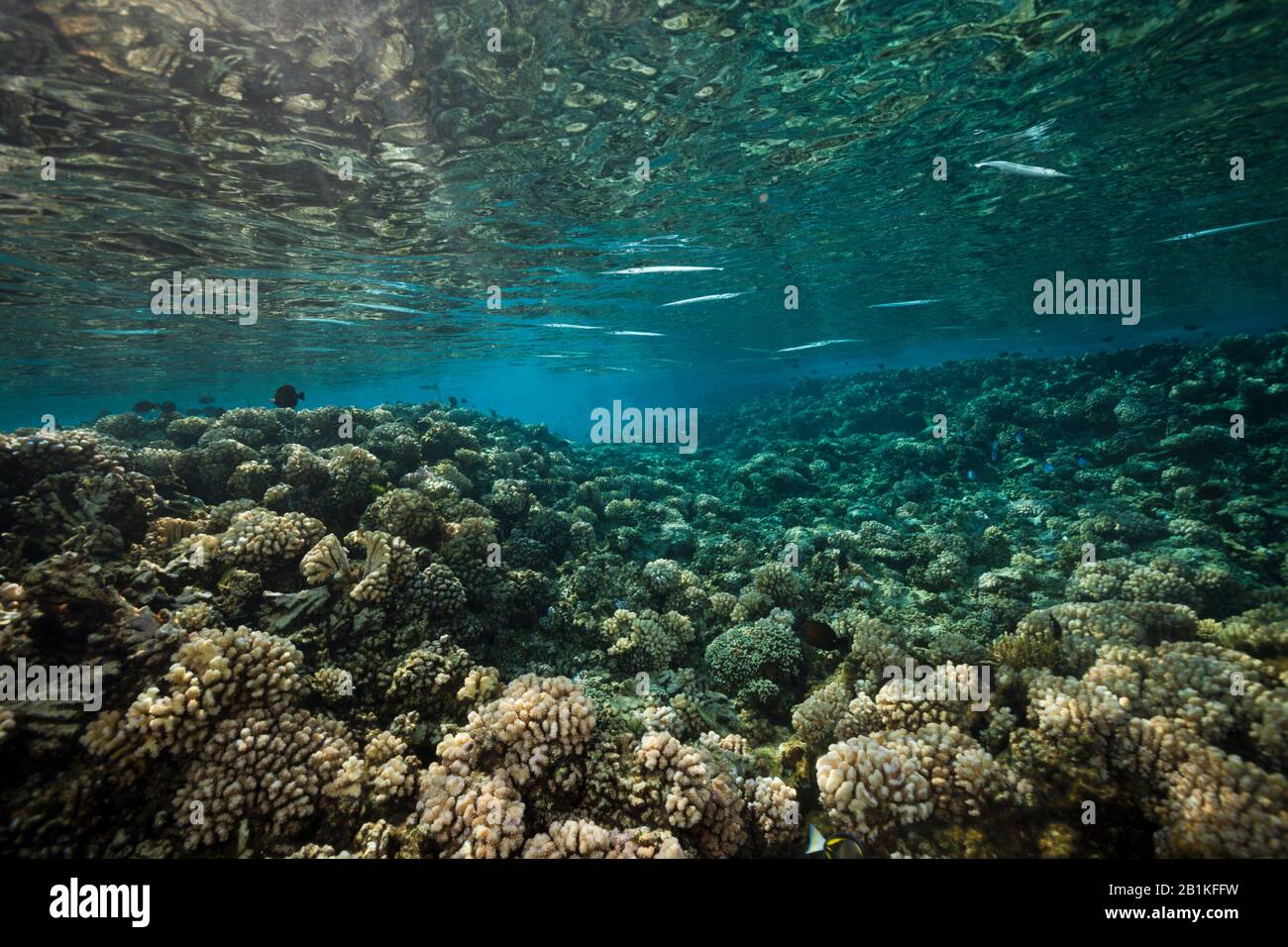 Shoal Des Aiguilles De Gauche Sur Reef Top, Strongylura Incisa, Fakarava, Tuamotu Archipel, Polynésie Française Banque D'Images