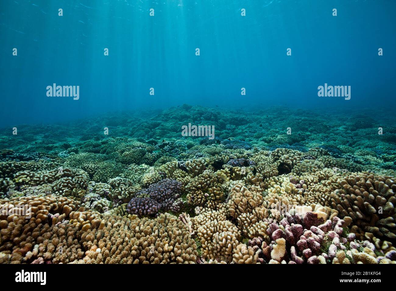 Corail Sauvage Immaculé, Fakarava, Tuamotu Archipel, Polynésie Française Banque D'Images