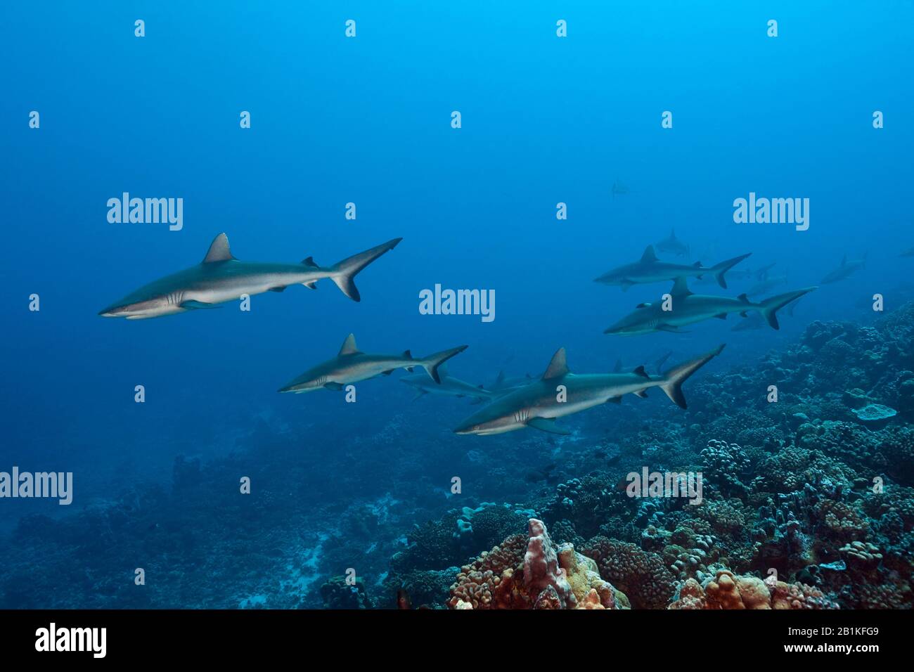 Requin De Récif Gris, Carcharhinus Amblyrhynchos, Fakarava, Tuamotu Archipel, Polynésie Française Banque D'Images