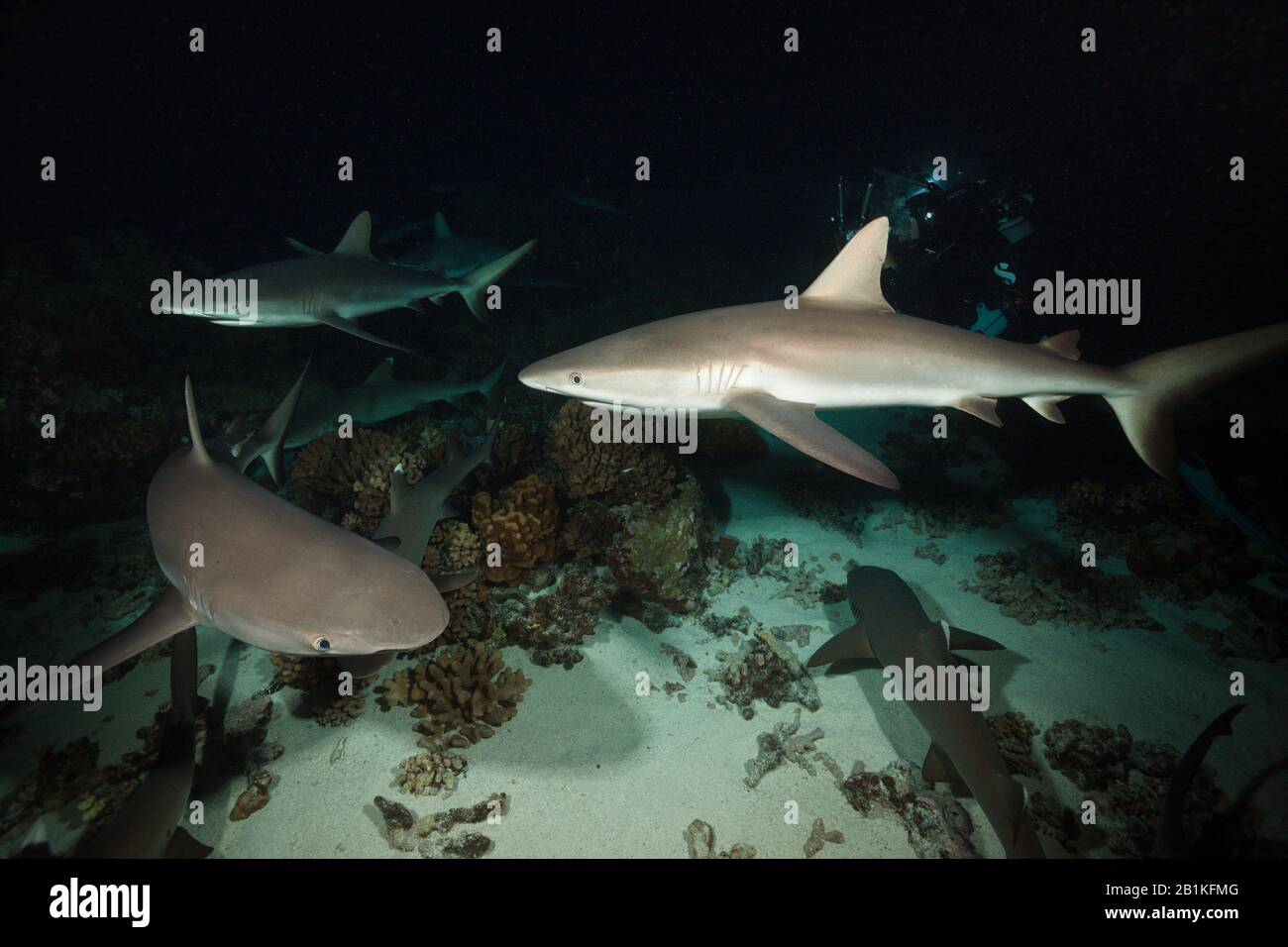 Chasse Aux Requins De Récif Gris La Nuit, Carcharhinus Amblyrhynchos, Fakarava, Tuamotu Archipel, Polynésie Française Banque D'Images