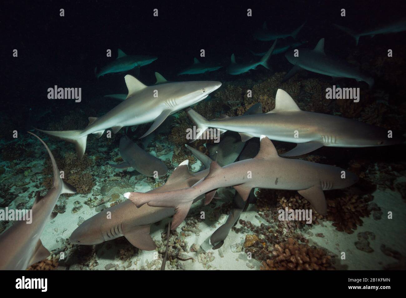 Chasse Aux Requins De Récif Gris La Nuit, Carcharhinus Amblyrhynchos, Fakarava, Tuamotu Archipel, Polynésie Française Banque D'Images