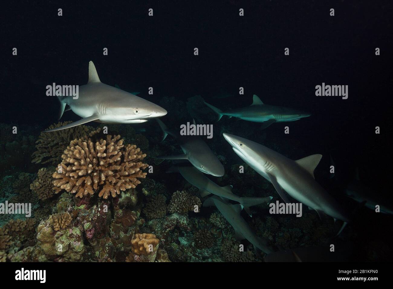 Chasse Aux Requins De Récif Gris La Nuit, Carcharhinus Amblyrhynchos, Fakarava, Tuamotu Archipel, Polynésie Française Banque D'Images