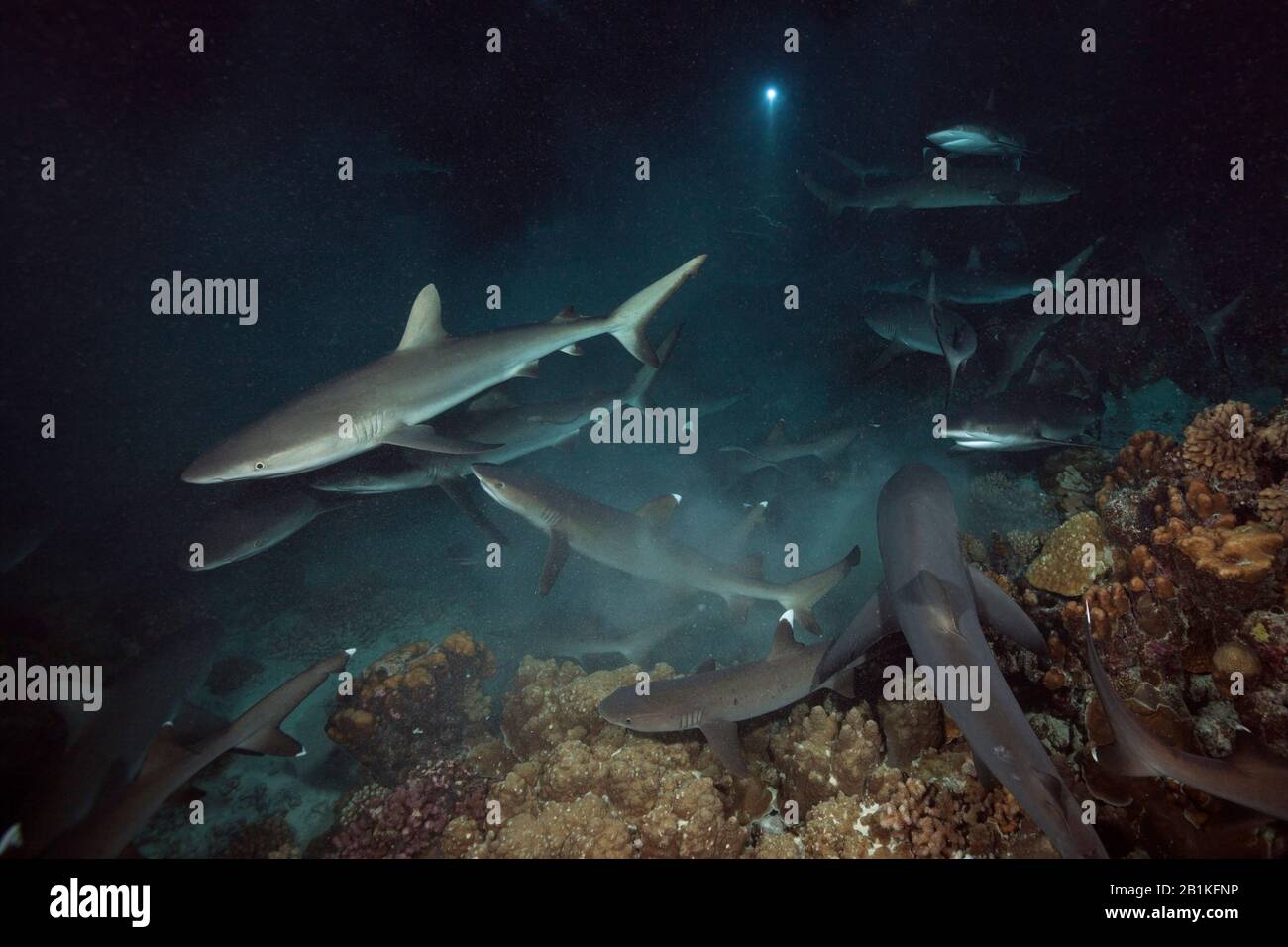 Chasse Aux Requins De Récif Gris La Nuit, Carcharhinus Amblyrhynchos, Fakarava, Tuamotu Archipel, Polynésie Française Banque D'Images