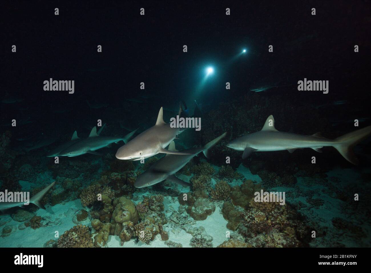 Chasse Aux Requins De Récif Gris La Nuit, Carcharhinus Amblyrhynchos, Fakarava, Tuamotu Archipel, Polynésie Française Banque D'Images