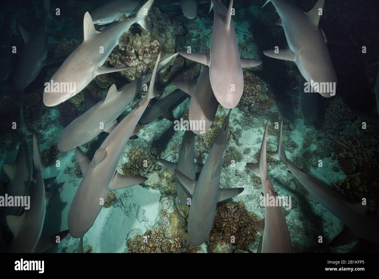 Chasse Aux Requins De Récif Gris La Nuit, Carcharhinus Amblyrhynchos, Fakarava, Tuamotu Archipel, Polynésie Française Banque D'Images