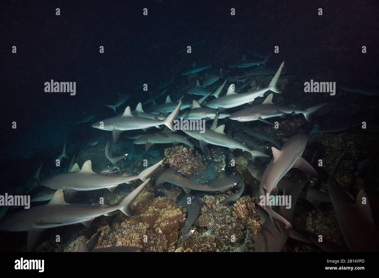 Chasse Aux Requins De Récif Gris La Nuit, Carcharhinus Amblyrhynchos, Fakarava, Tuamotu Archipel, Polynésie Française Banque D'Images