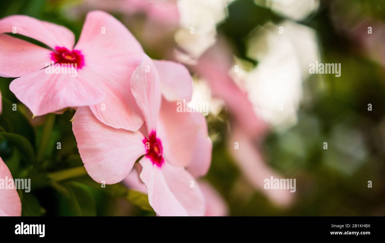 des fleurs de dix heures fleurissent au soleil du matin Banque D'Images