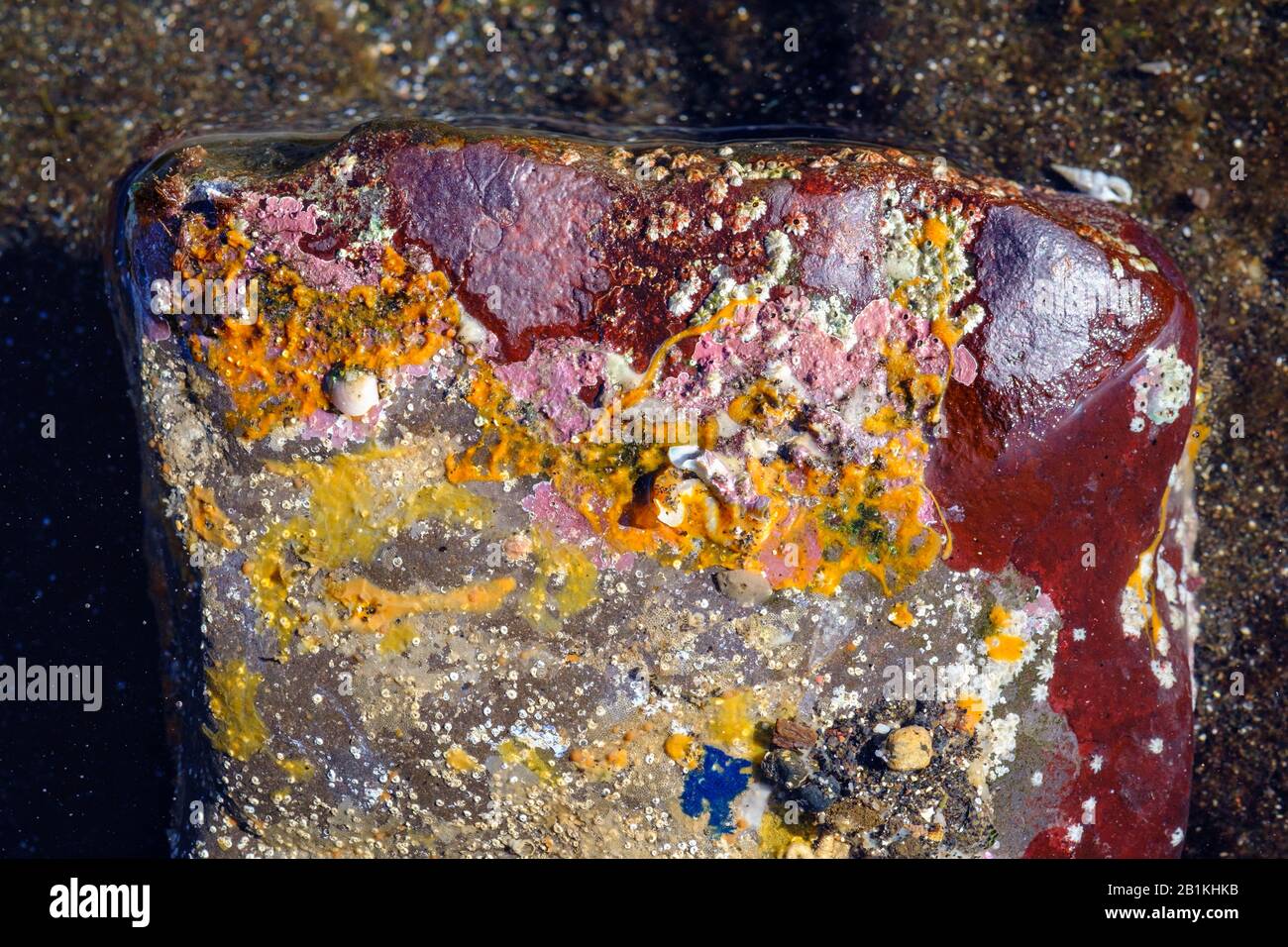 Croissance colorée sur la pierre dans les bassins de marée, Valle Gran Rey, la Gomera, îles Canaries, Espagne Banque D'Images