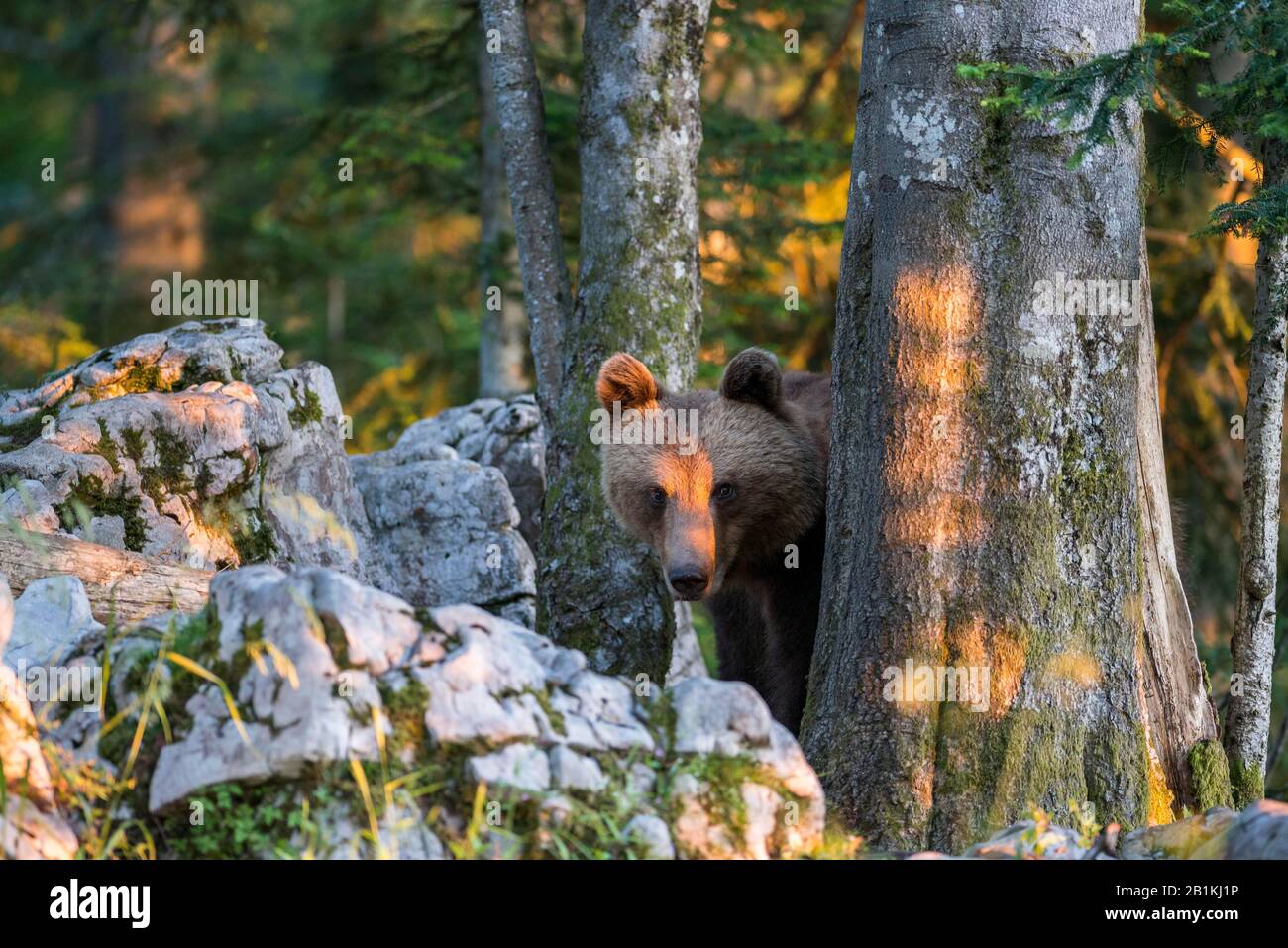 Ours brun européen (Ursus arctos arctos) dans la forêt, vue curieuse, dans la nature, région de Notranjska, Alpes dinariques, Slovénie Banque D'Images