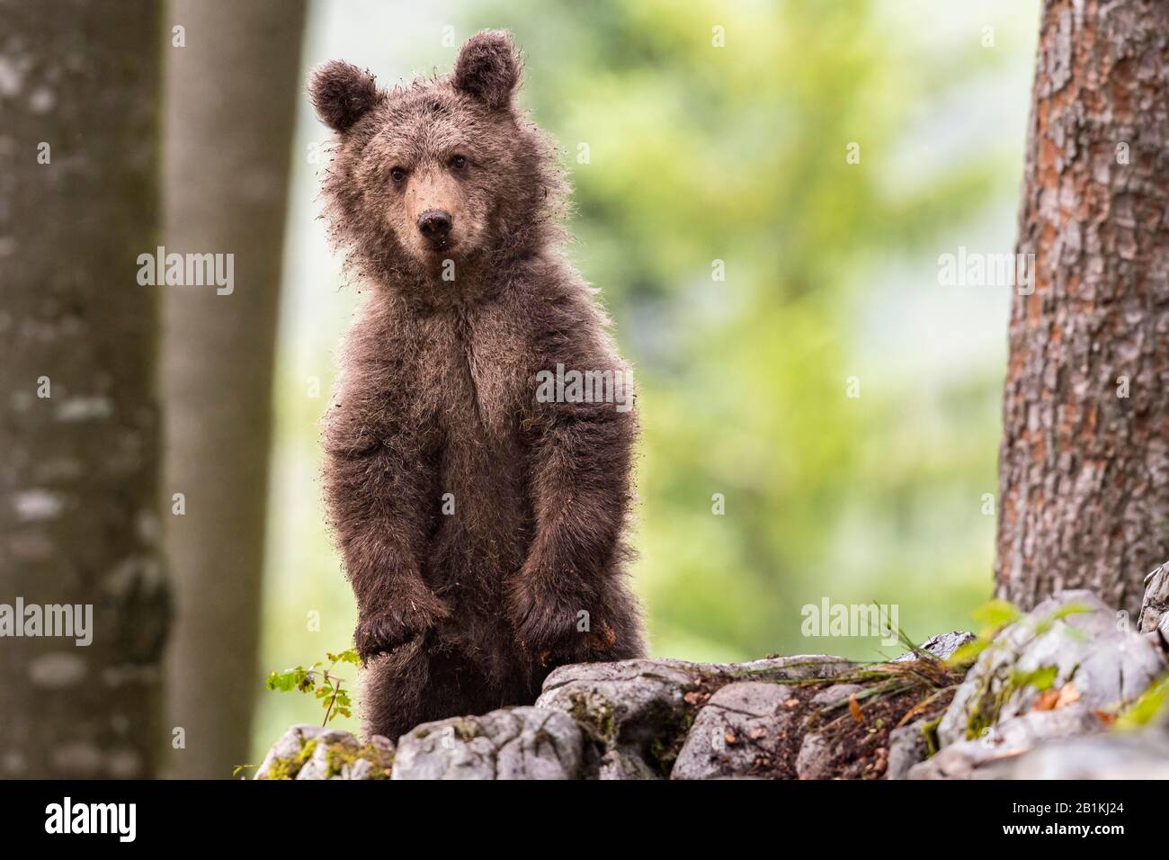 Ours brun européen (Ursus arctos arctos) debout dans la forêt, jeune animal aux yeux curieux, dans la nature, région de Notranjska, Alpes dinariques Banque D'Images