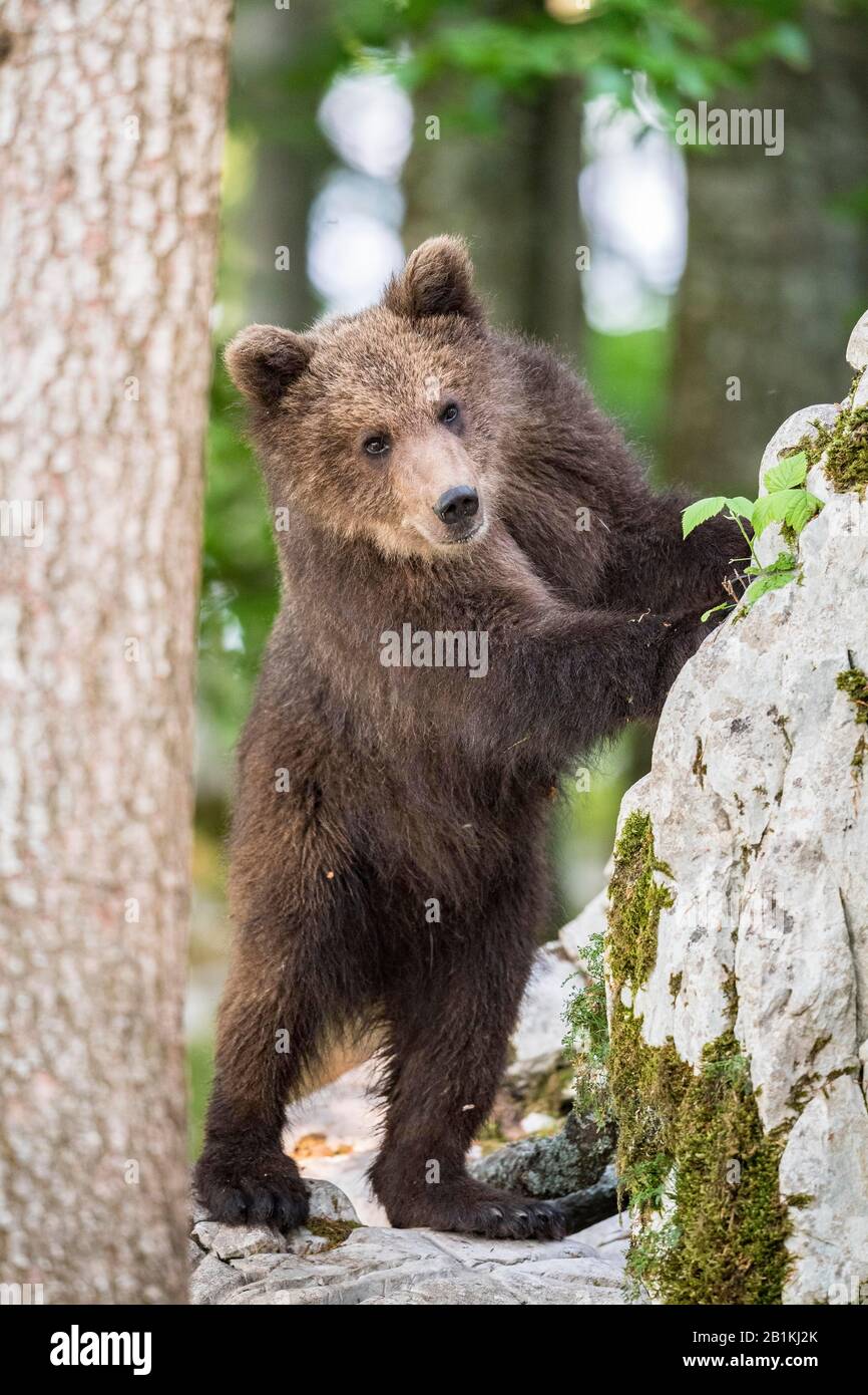 Ours brun européen (Ursus arctos arctos) debout dans la forêt, vue curieuse, dans la nature, région de Notranjska, Alpes Dinariques, Slovénie Banque D'Images