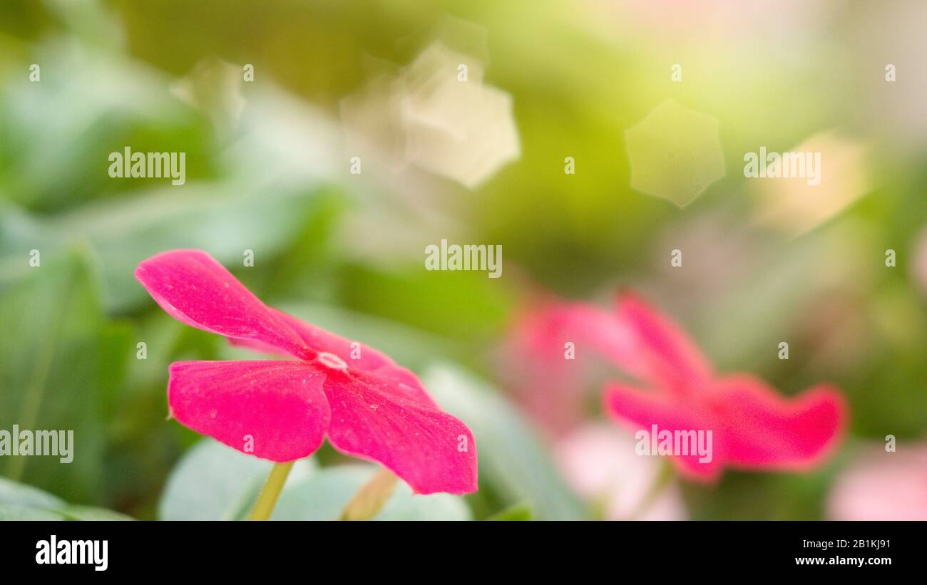 des fleurs de dix heures fleurissent au soleil du matin Banque D'Images