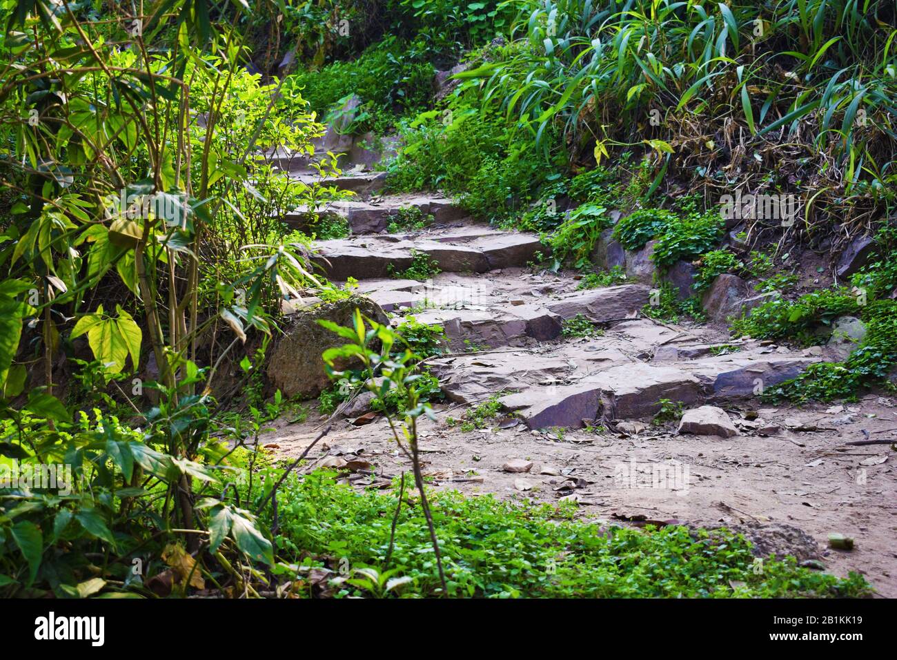 Chemin dans les bois Banque D'Images