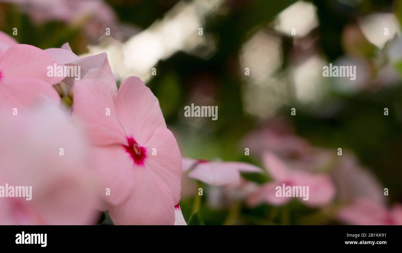 des fleurs de dix heures fleurissent au soleil du matin Banque D'Images