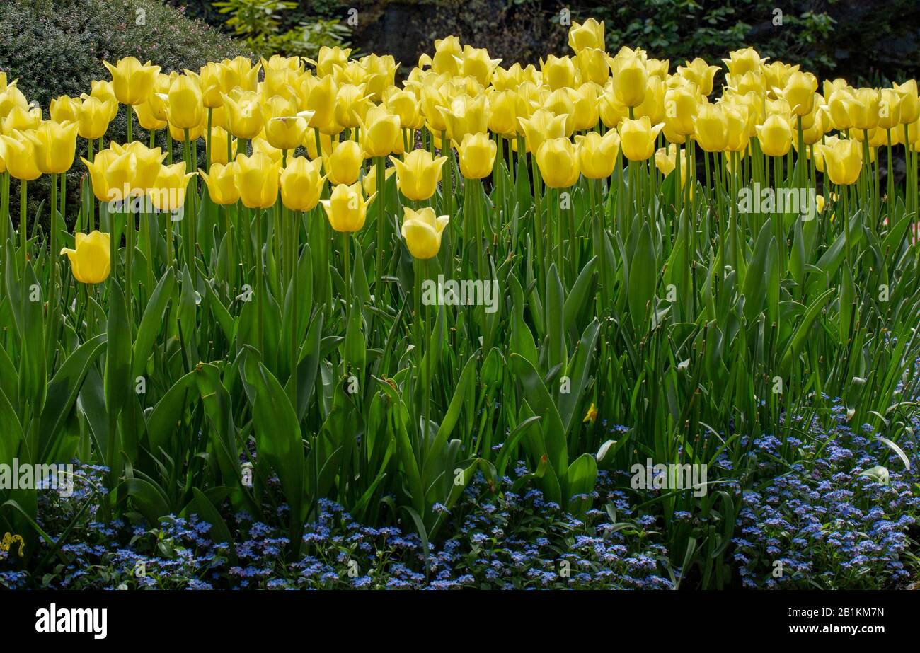 Fleur de tulipe jaune Banque D'Images