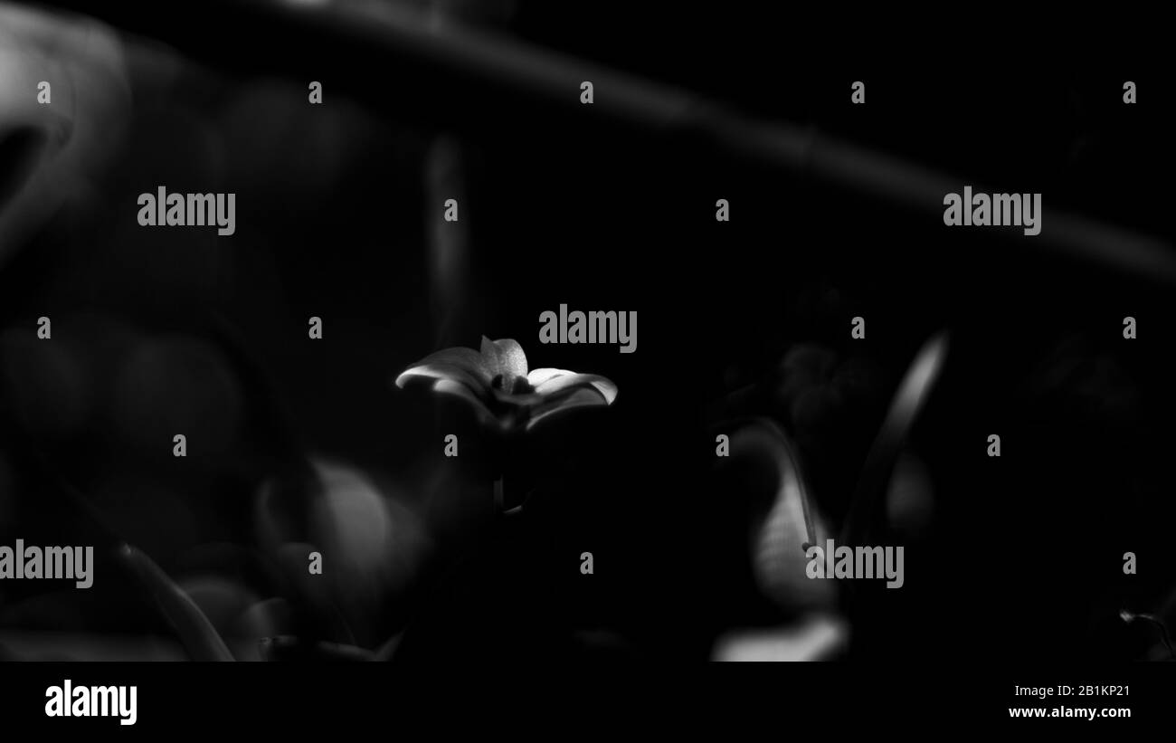 La fleur tombe sur la porte du Bouddha et les fleurs sont magnifiques Banque D'Images