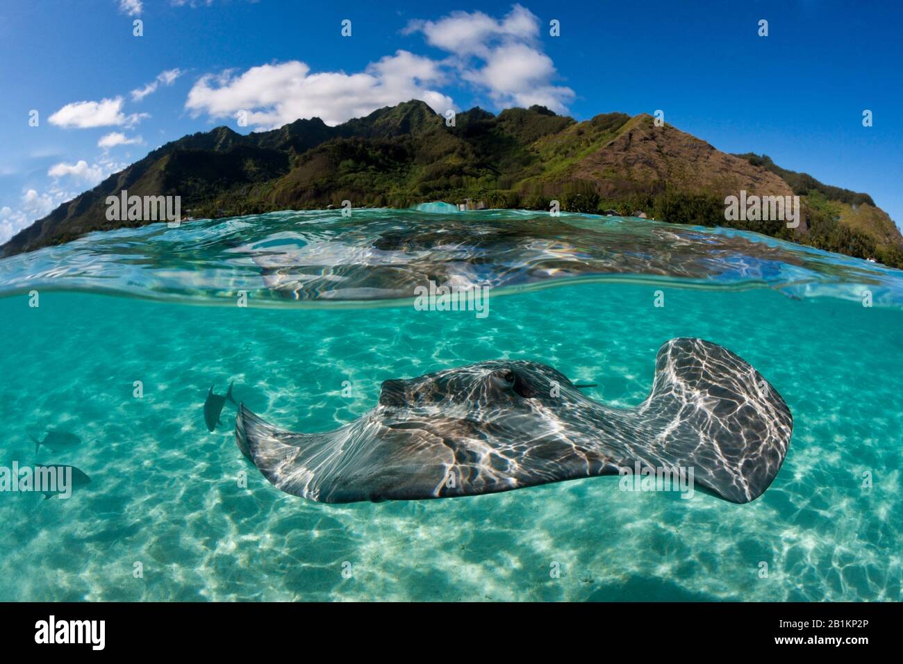 Plongée avec masque et tuba avec whiprie rose dans Lagoon, Pateobatis fai, Moorea, Polynésie française Banque D'Images