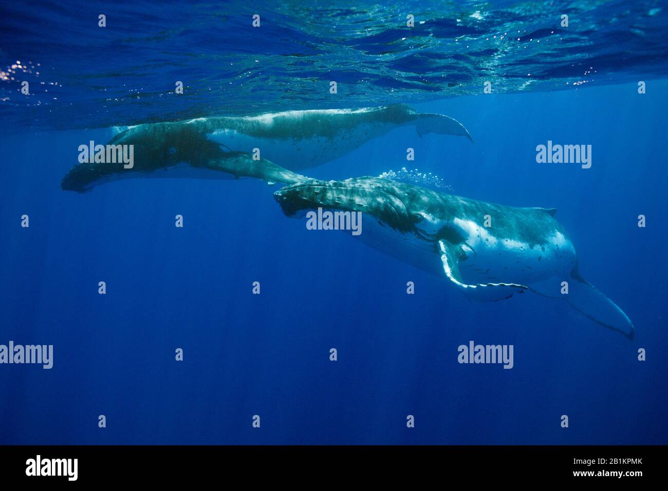 Paire De Baleines À Bosse, Megaptera Novaeangliae, Moorea, Polynésie Française Banque D'Images