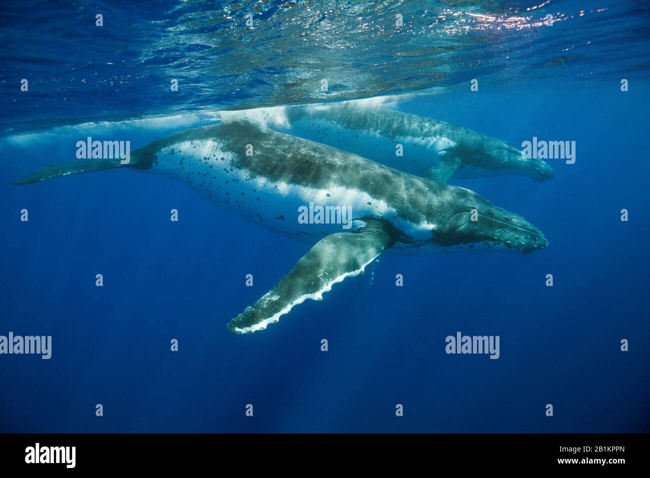 Paire De Baleines À Bosse, Megaptera Novaeangliae, Moorea, Polynésie Française Banque D'Images