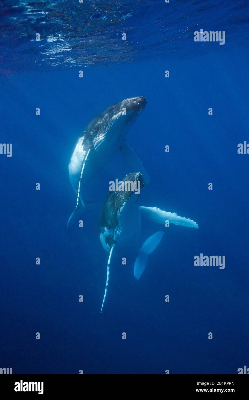 Paire De Baleines À Bosse, Megaptera Novaeangliae, Moorea, Polynésie Française Banque D'Images