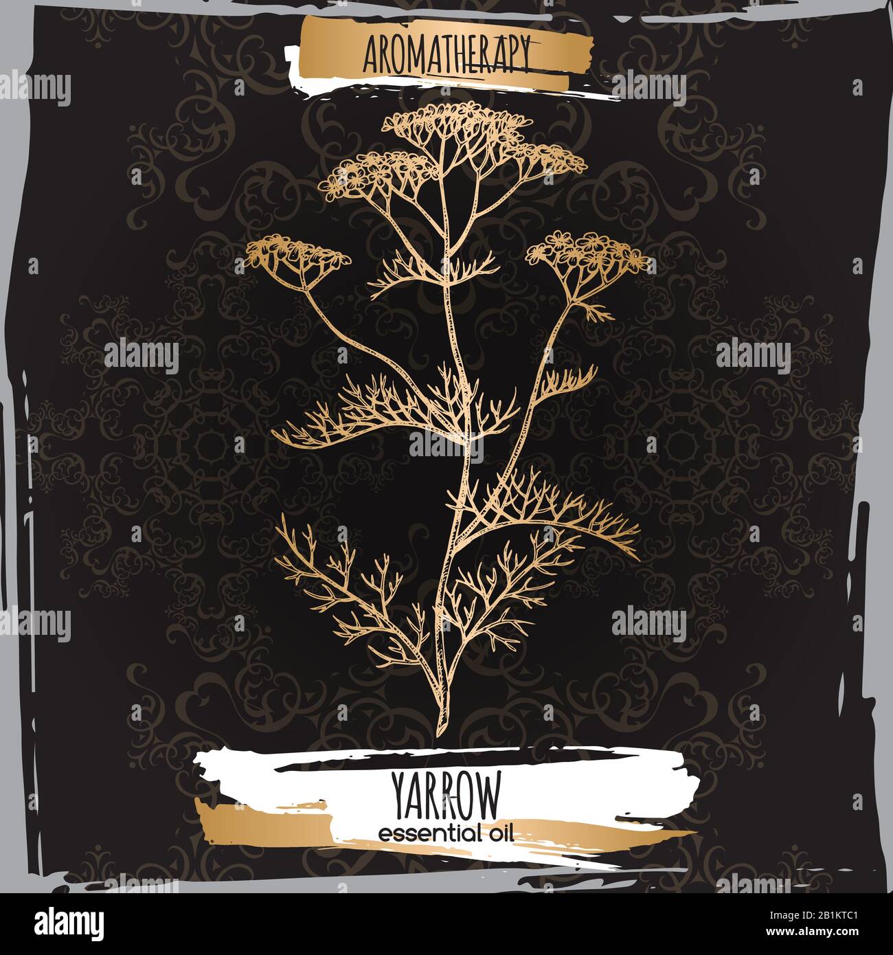 Yarrow aka Achillea millefolium croquis sur fond élégant de dentelle noire. Illustration de Vecteur