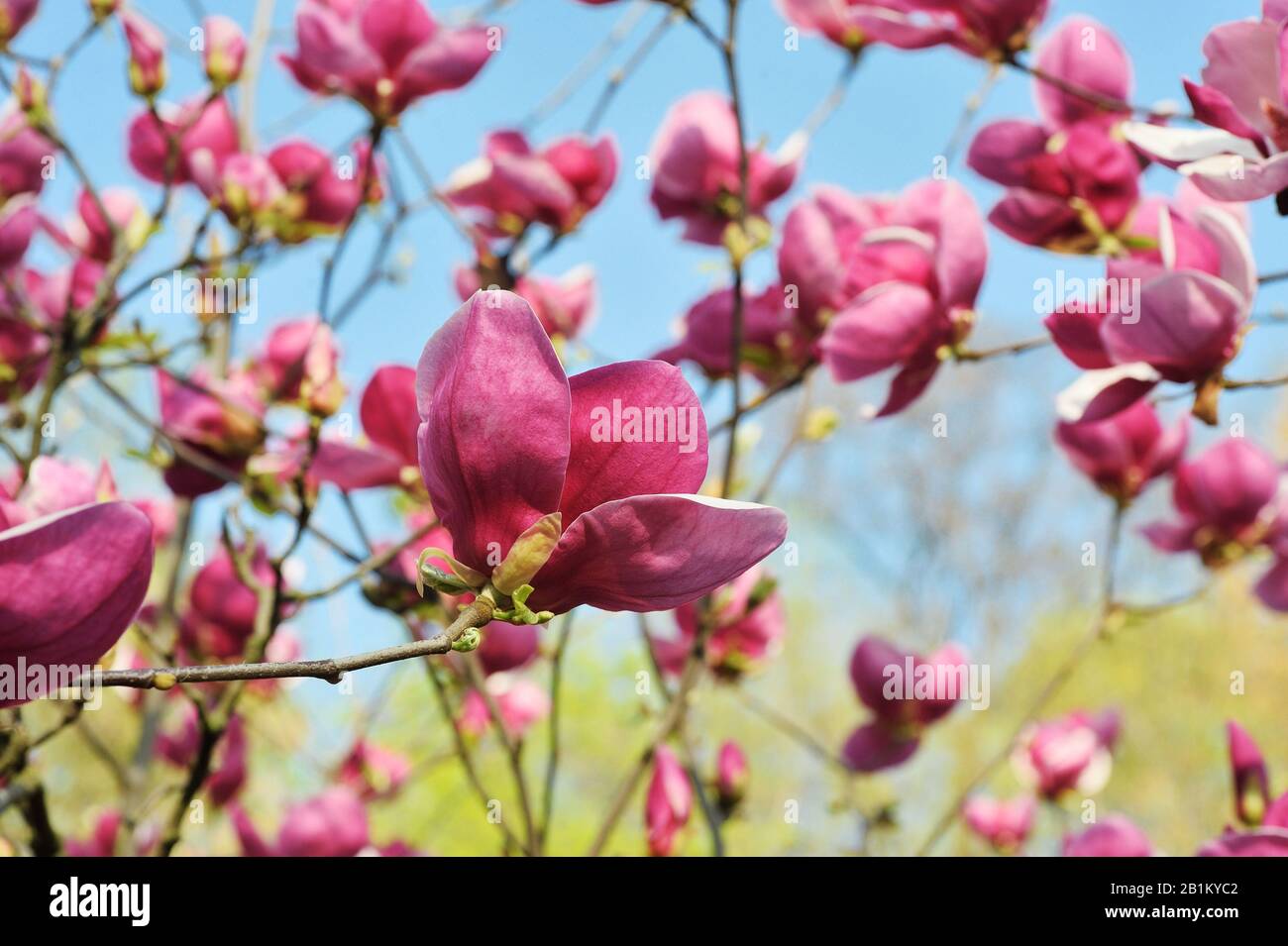 Fond de magnolia violette colorée au printemps, closeup. Un paysage incroyable avec des fleurs. Magnifiques pétales roses de magnolia contre le ciel bleu Banque D'Images