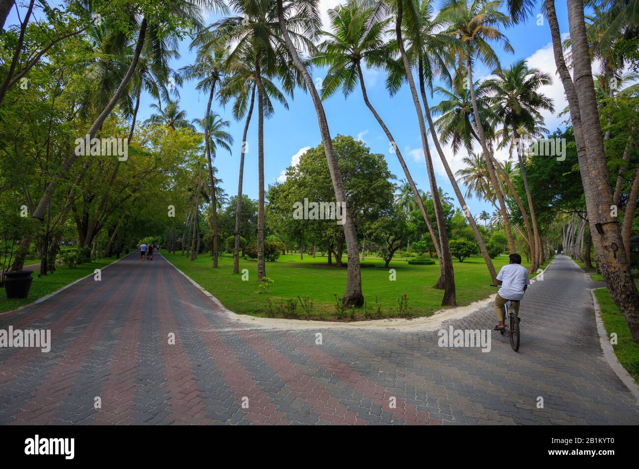 Sentiers pavées autour d'une belle pelouse entourée de cocotiers Banque D'Images