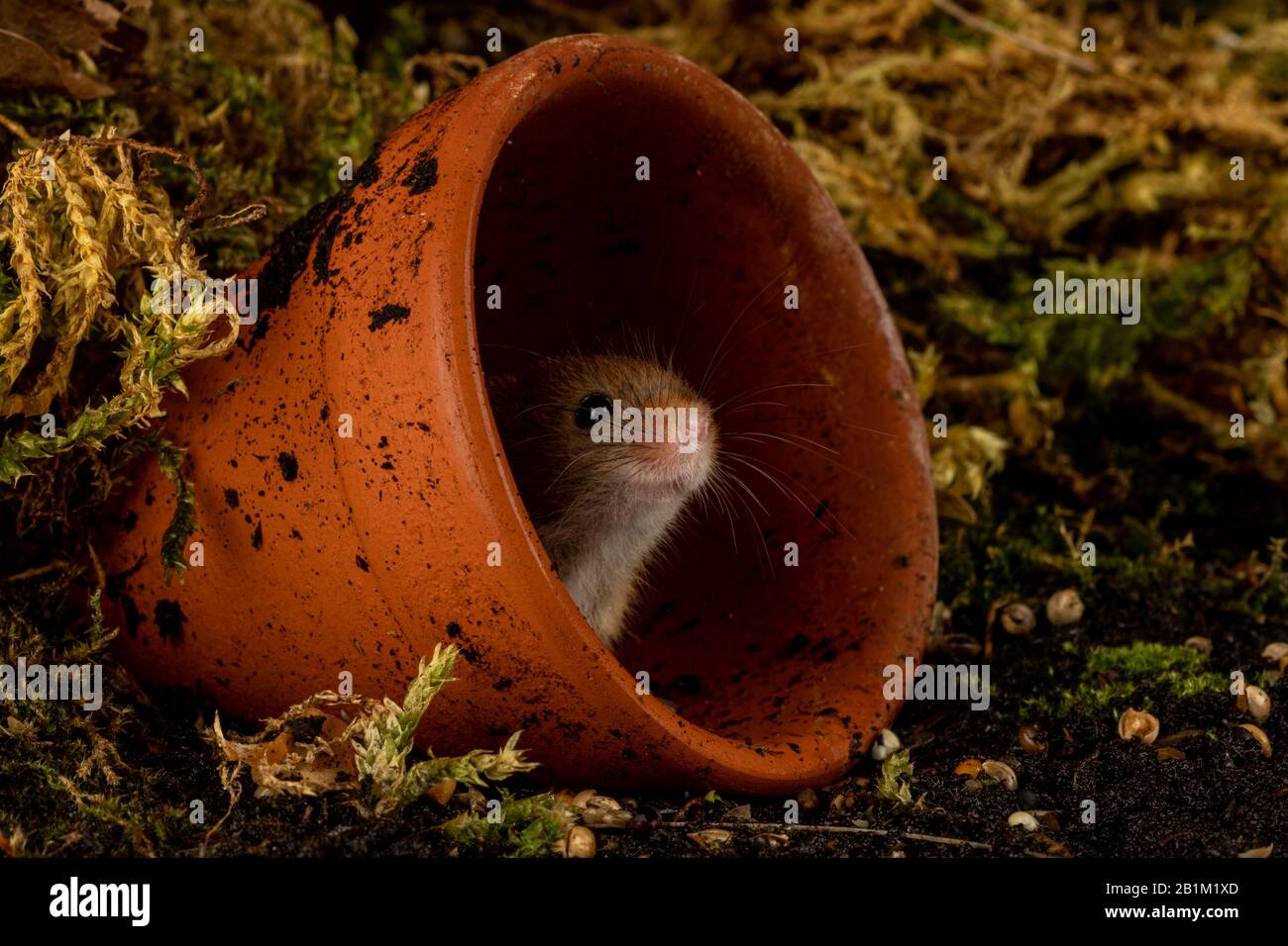 Amuse-Toi Bien Avec Les Souris Harvest Banque D'Images