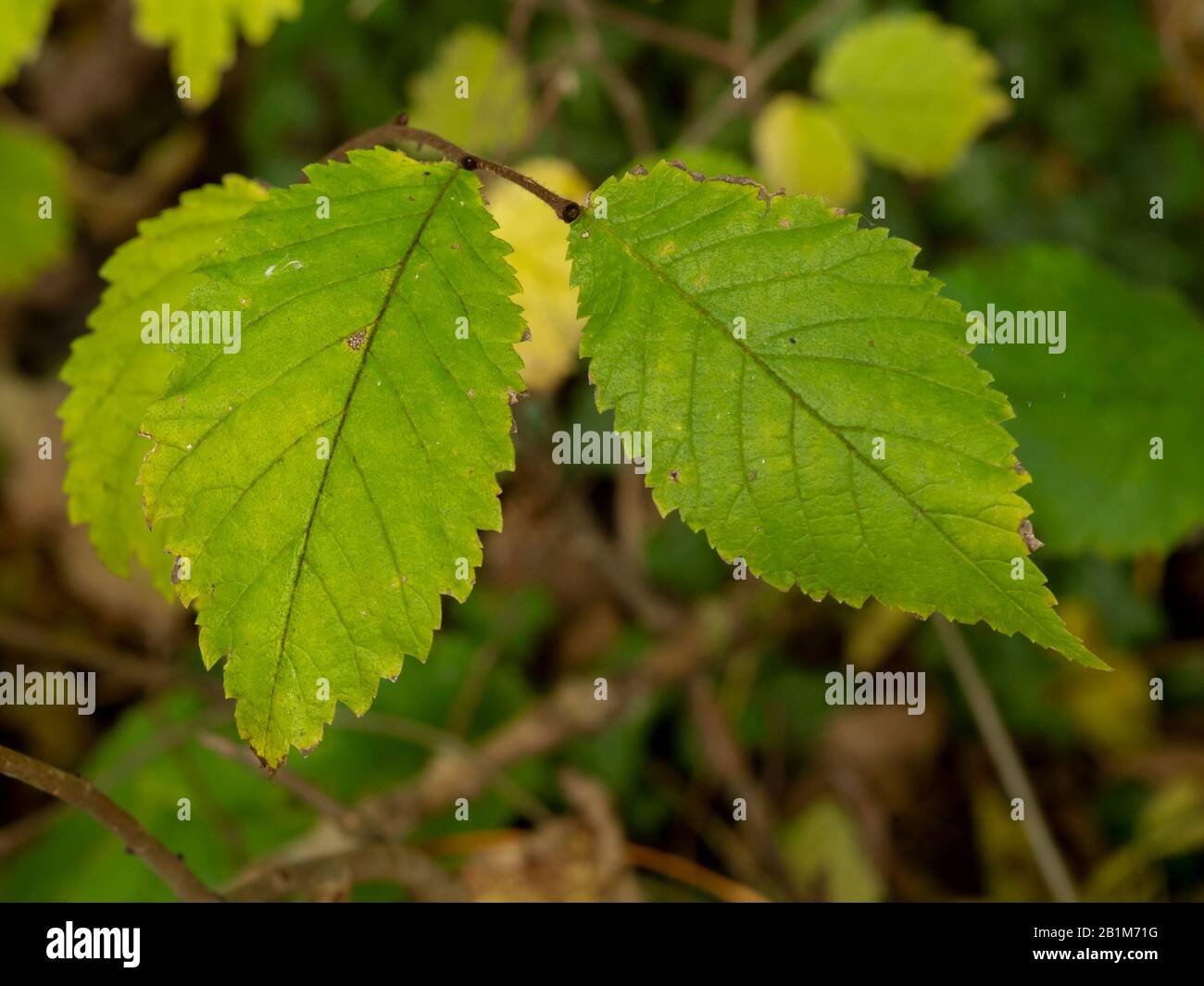 Arbre feuilles d'orme Banque de photographies et d’images à haute — free download