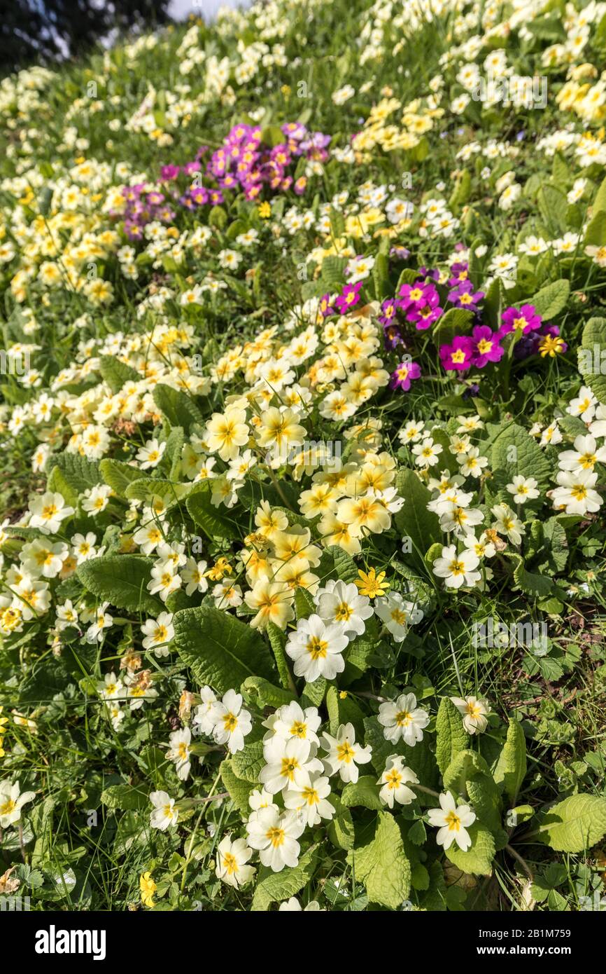 Primroses on Bank, Monmouth, Pays de Galles, Royaume-Uni Banque D'Images