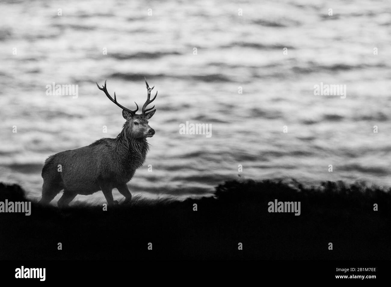 Cerf rouge à Applecross, Écosse Banque D'Images