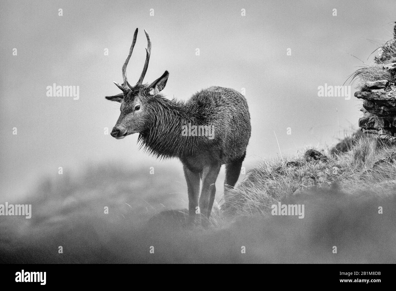 Cerf rouge à Applecross, Écosse Banque D'Images
