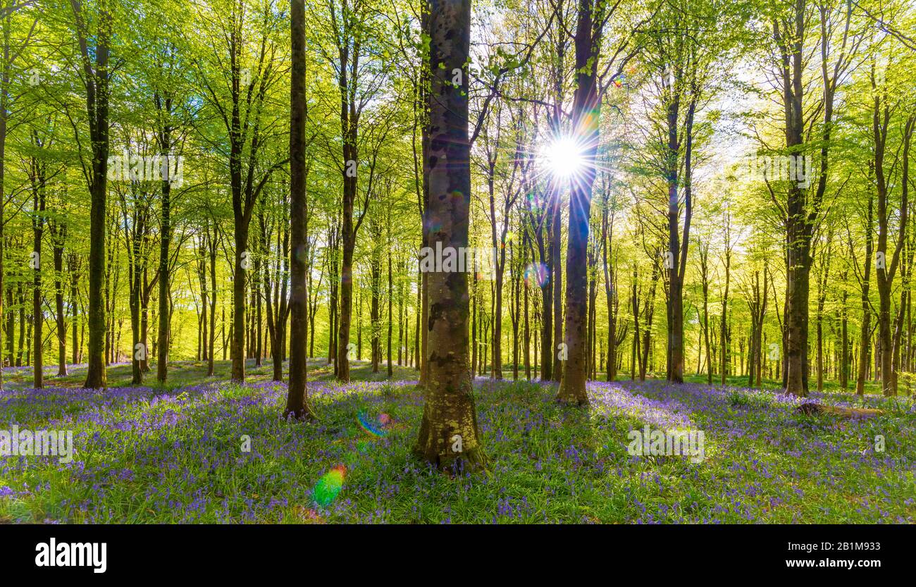 Bluebells moquette bois à Dorset avec soleil brillant à travers la voûte de hêtre et de bouleau de feuilles vert vif contrastant avec le bleu et le violet de Banque D'Images