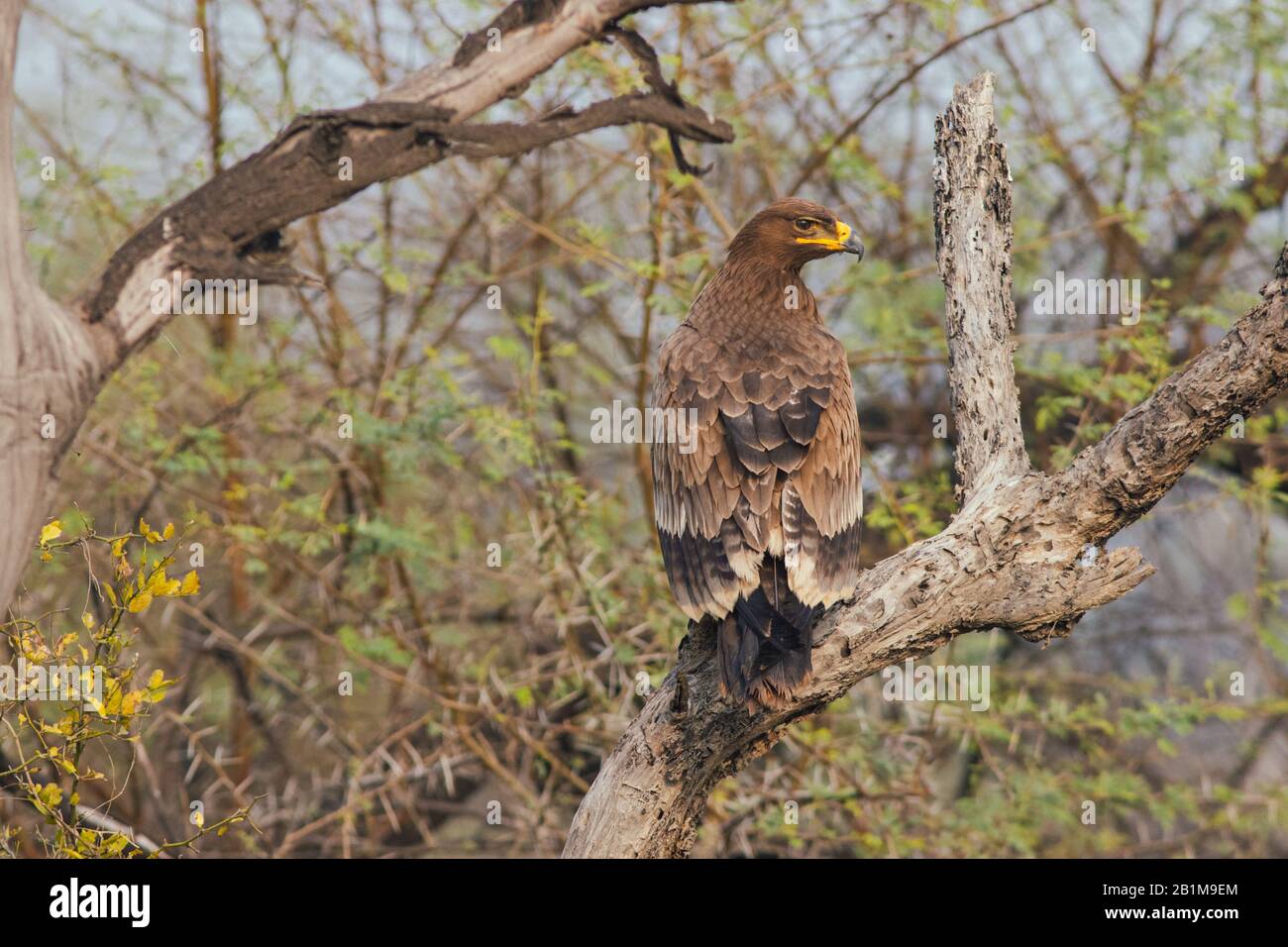Steppe Eagle Au Sanctuaire D'Oiseaux De Bharatpur En Inde Banque D'Images