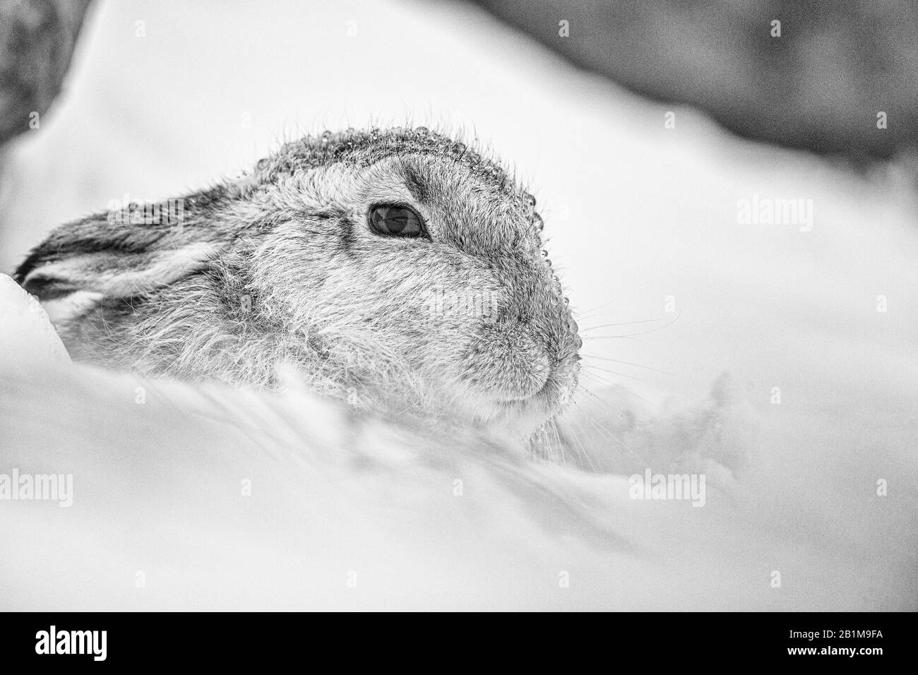 Mountain Hare, Applecross, Écosse. Banque D'Images