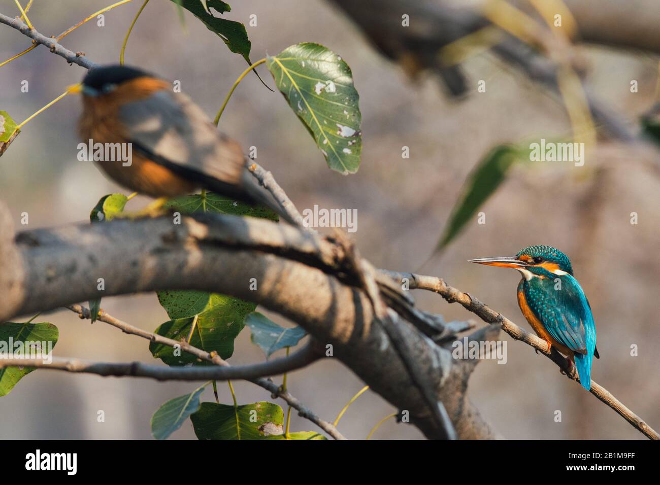 Kingfisher et Brahmani Starling oiseaux communs dans Bharatpur Bird Sanctuary en Inde Banque D'Images